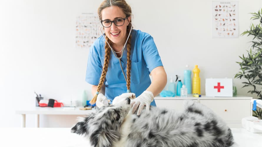 tierkrankenversicherung glückliche Tierärztin mit Hund auf Praxisbehandlungsliege .jpg